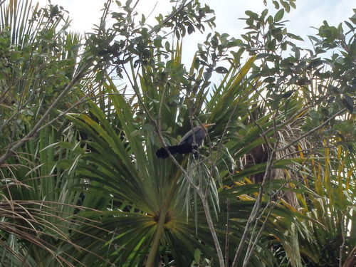 Lago Sandavol (Reserva Nacional Tambopata), Amazon, Peru.